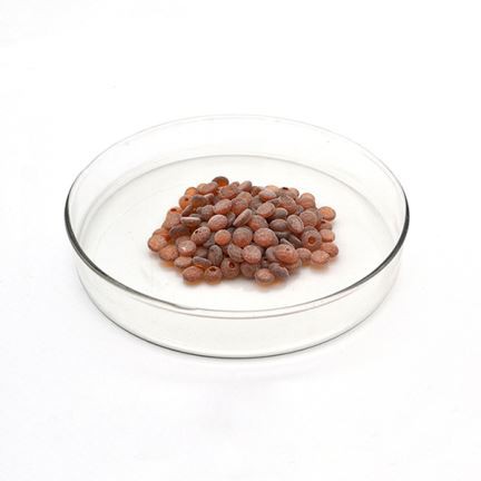 Rubber Antioksidente TDQ .